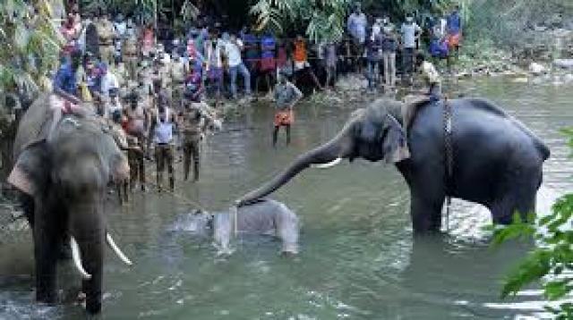  ಕೇರಳ : ಗಾಯಗೊಂಡಿದ್ದ ಕಾಡಾನೆ ಸಾವು